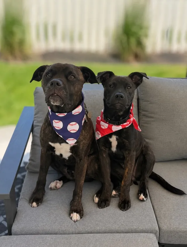 two dogs in baseball bandanas